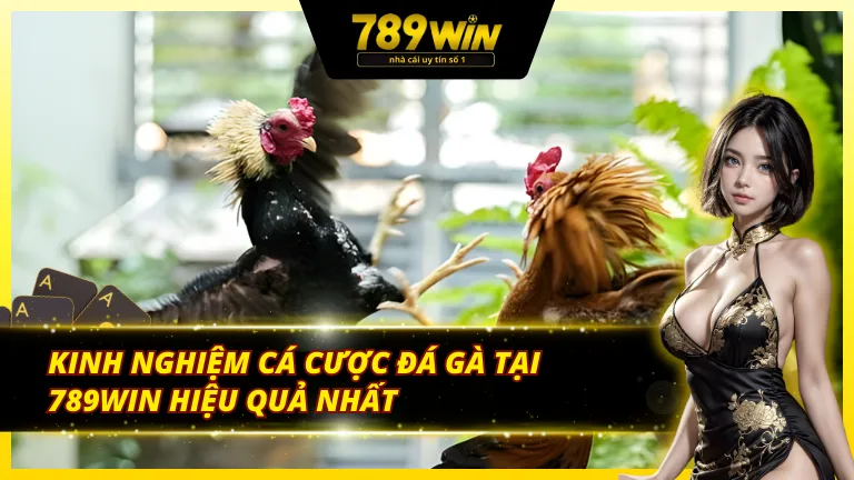 Mẹo giành chiến thắng trong cá cược đá gà trực tuyến