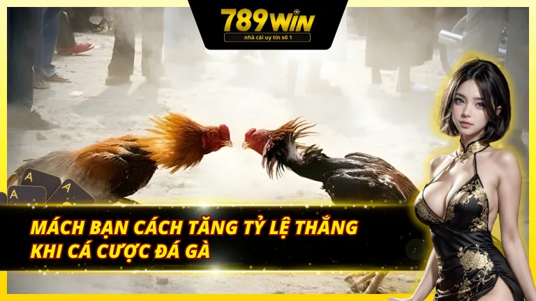 Cách để tăng tỷ lệ chiến thắng khi cá cược đá gà
